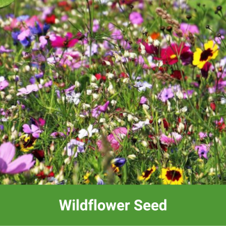 View All Wildflower Seed